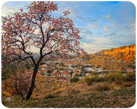 Almendro florecido