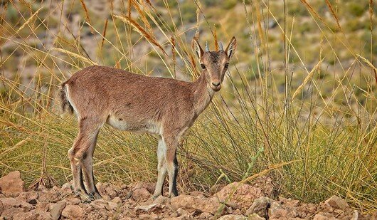 Capra pyrenaica Joven cabra montesa